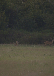 Poster of The rut, the royal song of the deer of the Lubuskie