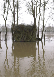 Poster of Hurray for the flood