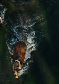 Poster of Season of love