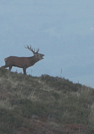 Poster of Bellowing at the source of the Adour