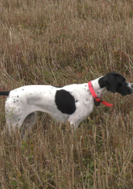 Poster of The common quail