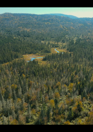 Poster of MOOSE, KING OF THE FOREST