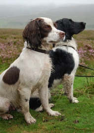 Affiche de La belle et ses bêtes