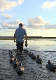 Affiche de Les migrateurs de la baie de Seine