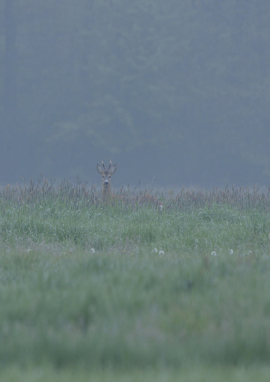 Poster of Rogacz, Prince of the Polish plains