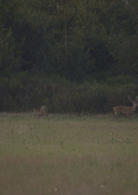 Poster of The rut, the royal song of the deer of the Lubuskie