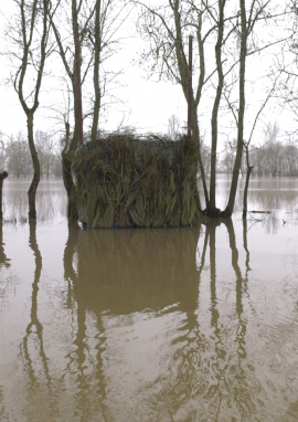 Poster of Hurray for the flood