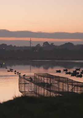 Poster of In the heart of the marshes