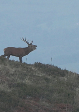 Poster of Bellowing at the source of the Adour