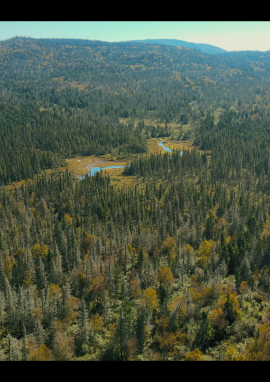 Affiche de Orignal, roi des forêts