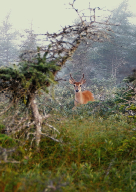 Affiche de ANTICOSTI, LE ROYAUME DU CERF DE VIRGINIE