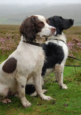 Poster of Beauty and her beasts