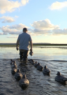 Poster of Migrating birds of the Bay of the Seine
